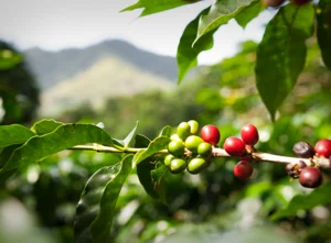 culligan-image-coffee-300x221